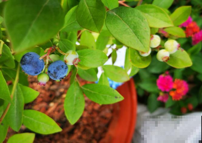 有个小院养养花，退休的生活，也能多姿多彩！