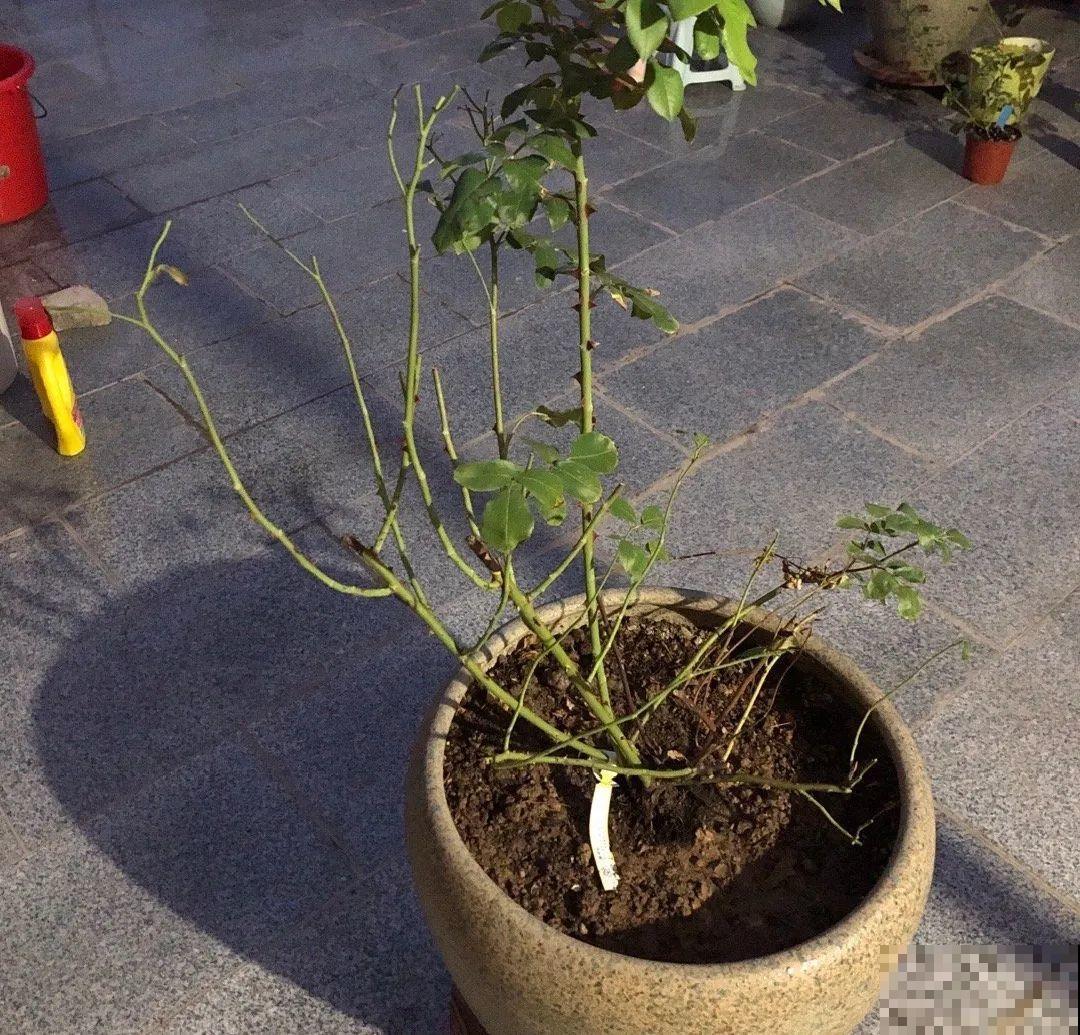 花养成光杆司令，赶紧这么救，3天冒新芽！