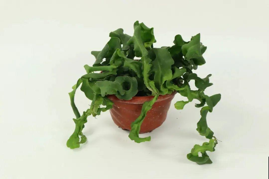 1种花只在夜里开，一次能开50朵，摘下来炒鸡蛋特香！