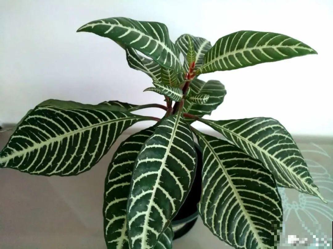 12种花，堪称“耐阴王”，比绿萝好看一万倍！