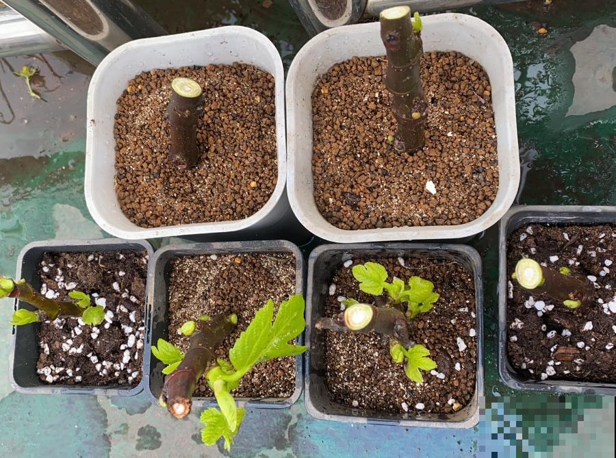 6种花扦插,杆子越粗越好活,根长成大扫把! 6种花扦插,杆子越粗越好活,根长成大扫把!