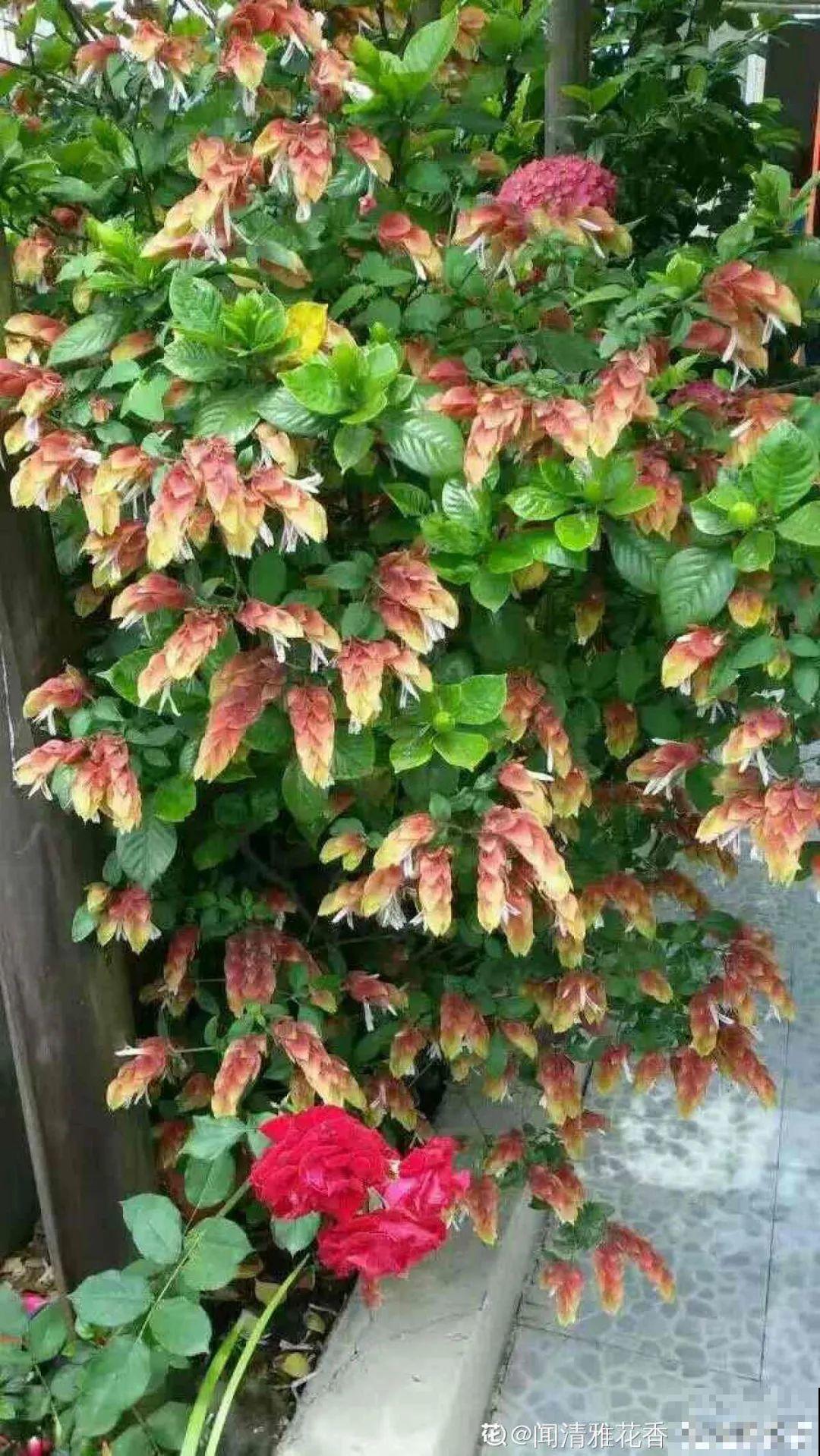 12种花，堪称“耐阴王”，比绿萝好看一万倍！