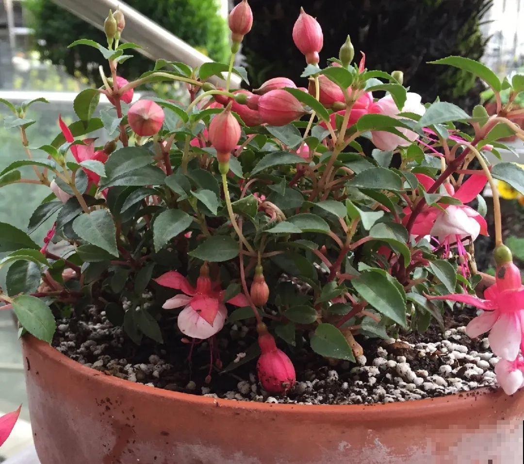 10种花,夏天怕淋雨,下雨赶紧搬进屋! 10种花,夏天怕淋雨,下雨赶紧搬进屋!