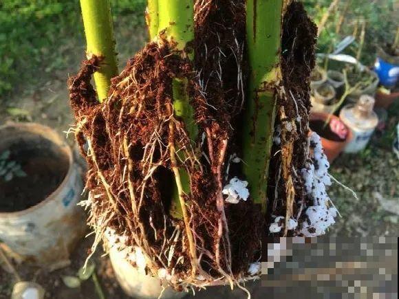 6种花扦插,杆子越粗越好活,根长成大扫把! 6种花扦插,杆子越粗越好活,根长成大扫把!