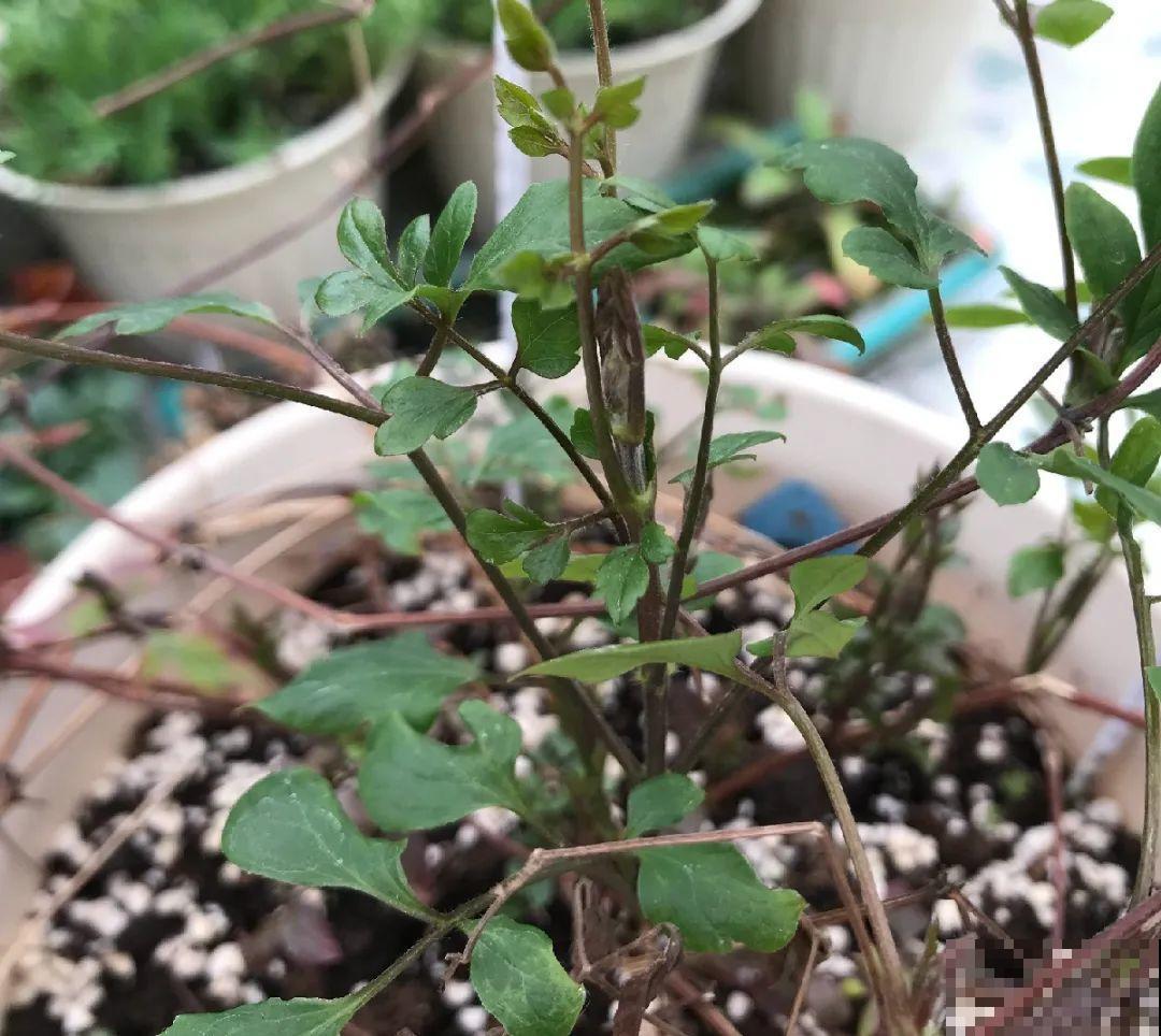 1种花现在剪,芽窜得更多,开出整面大花墙 1种花现在剪,芽窜得更多,开出整面大花墙