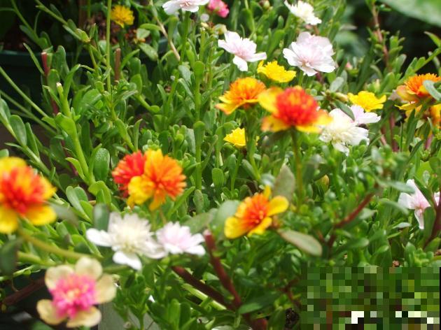 3种花要贱养，盆越小、开花越多，放大盆里容易死！