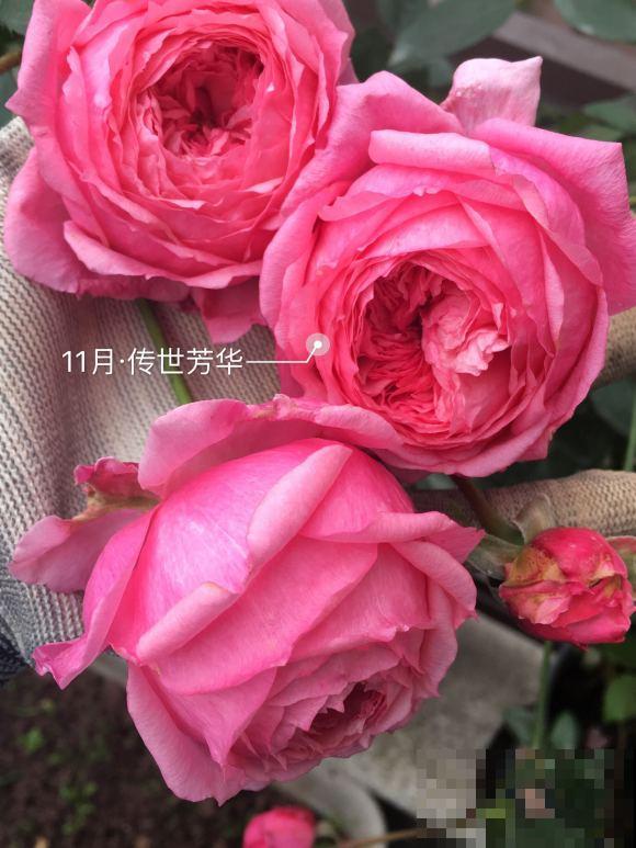 这些花,名字真让人尴尬,一读出来都没法听! 这些花,名字真让人尴尬,一读出来都没法听!