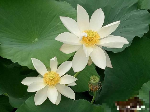 这花有20多个名字，多数人却只知道2个，看完长见识！