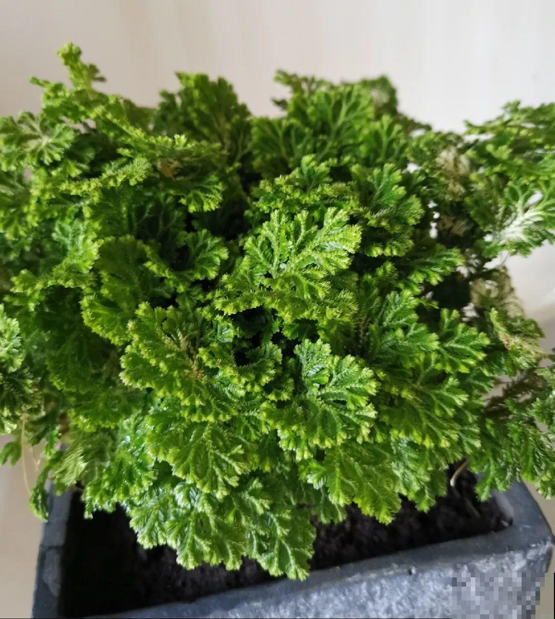 神奇的卷柏，可以起死回生，喷点水就复活！