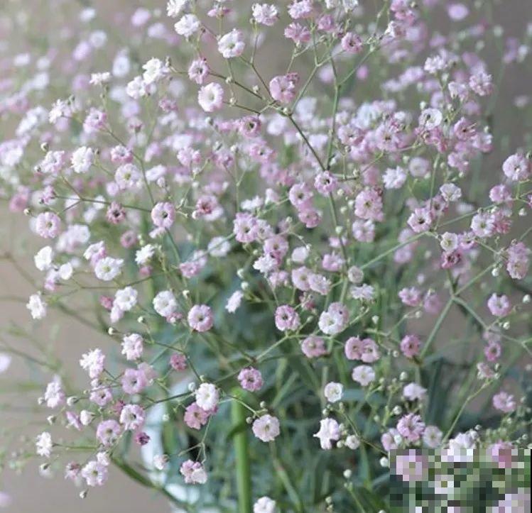 8种花是一次性的，开完就扔，别浪费时间！