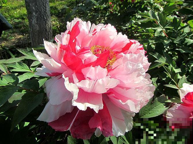 4种人间富贵花,雍容典雅、富贵逼人,一眼就被吸引了! 4种人间富贵花,雍容典雅、富贵逼人,一眼就被吸引了!