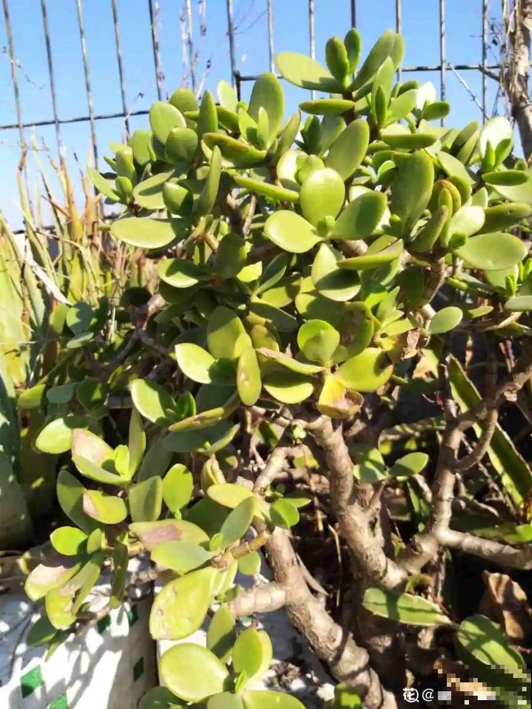 养了20年的玉树，满树开粉花，据说好运要来了！