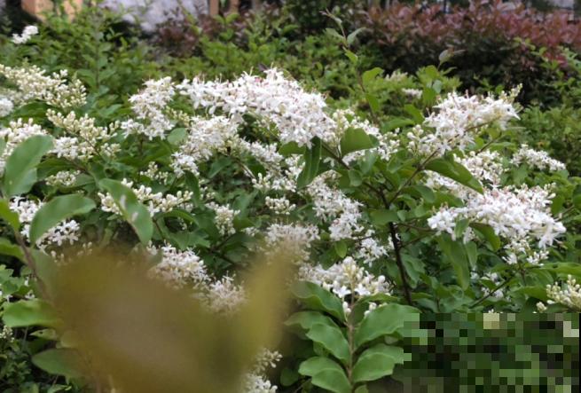 各国的国花,居然被他编成一首诗,太有才了! 各国的国花,居然被他编成一首诗,太有才了!