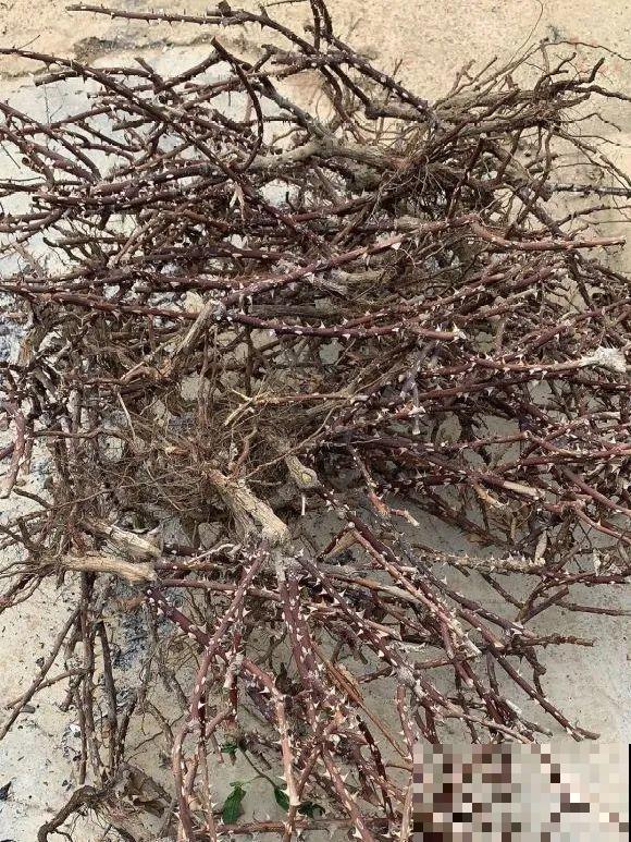 看到这些花,扭头就走,别买,谁买谁吃亏! 看到这些花,扭头就走,别买,谁买谁吃亏!