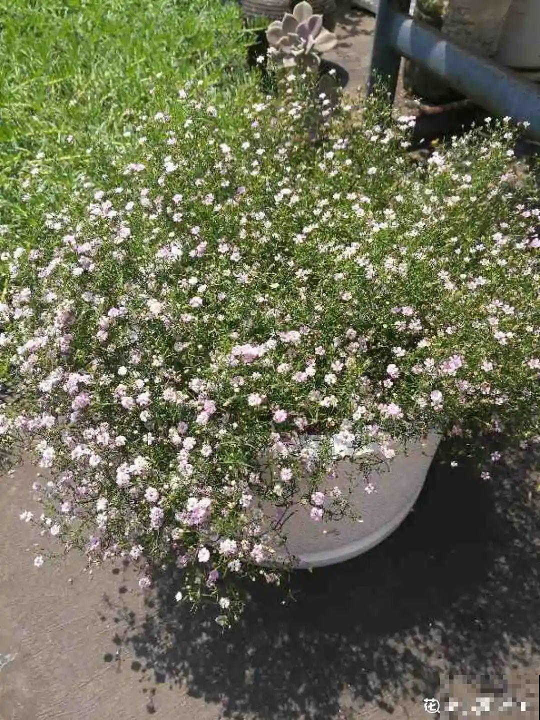 15种花繁殖力强，种子扔土里，呼呼冒出一大片