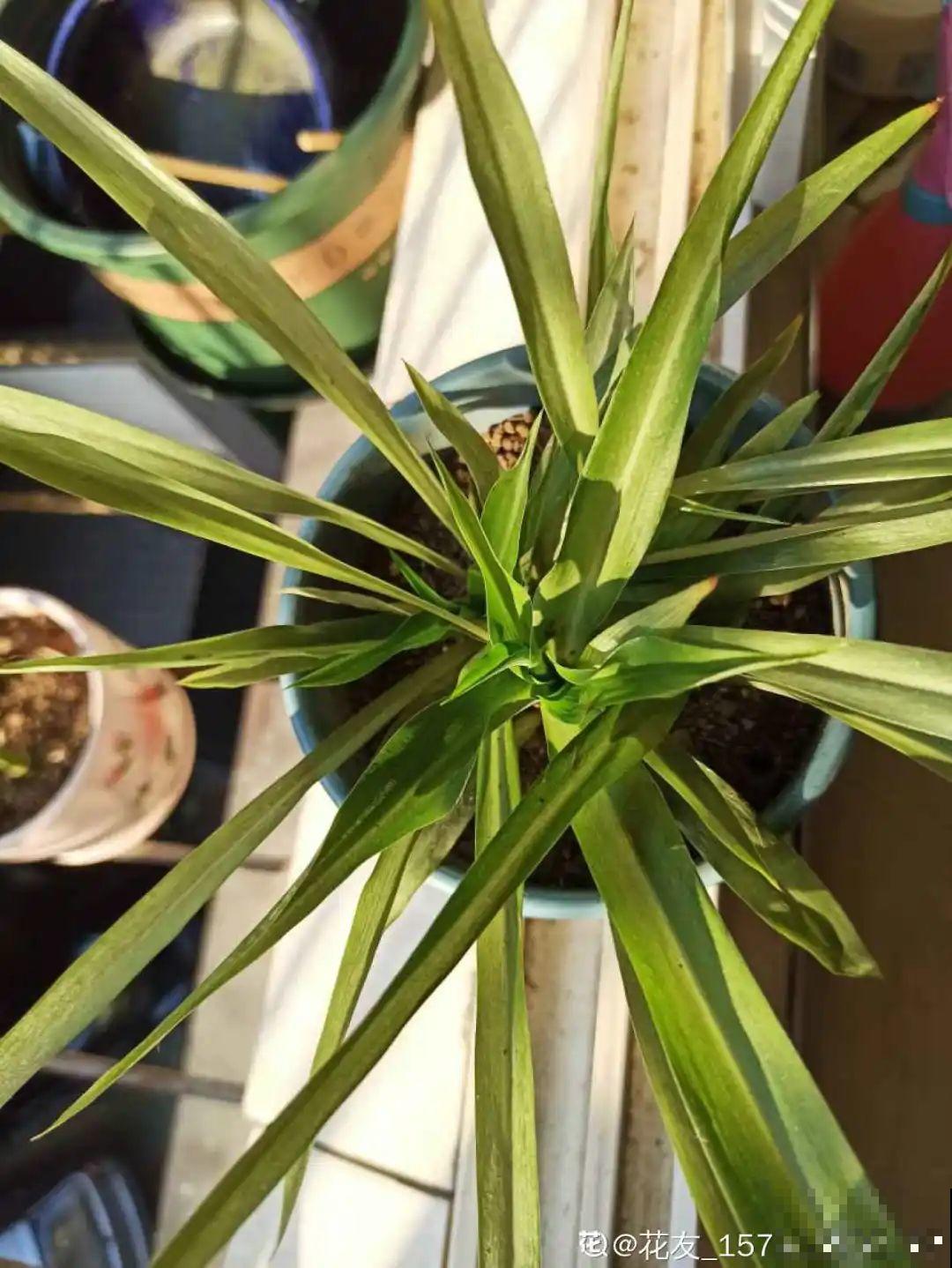 9种花,夏天剃个小平头,平平稳稳度夏天 9种花,夏天剃个小平头,平平稳稳度夏天