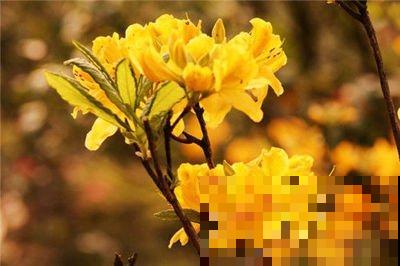 十二生肖花，每一种都代表一个属相，来看看你是哪一种