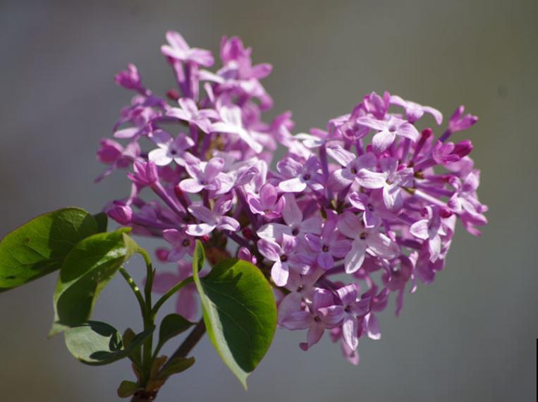 中国各城市市花，都在这里了，看看你所在的城市是什么花吧！