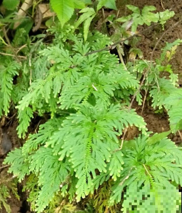 九死还魂草,怎么折腾都死不了,一遇水枯叶变绿叶! 九死还魂草,怎么折腾都死不了,一遇水枯叶变绿叶!