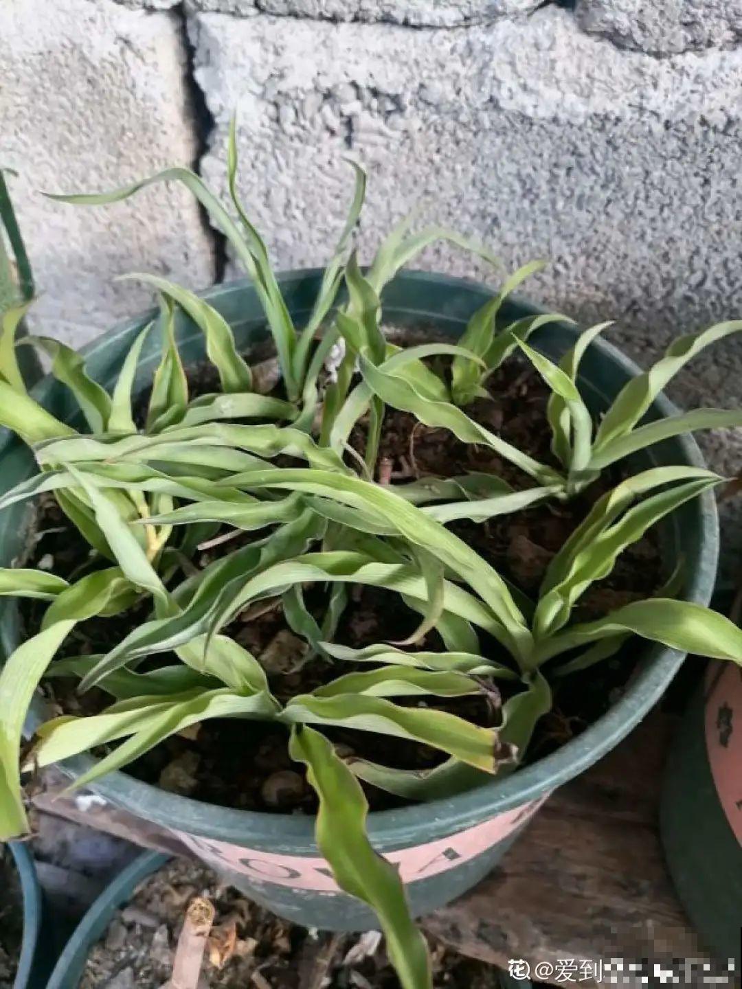 吊兰一根枝,爆出50个小吊,太漂亮! 吊兰一根枝,爆出50个小吊,太漂亮!