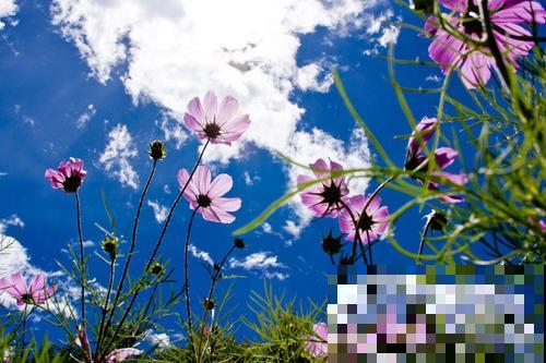 中国各城市市花，都在这里了，看看你所在的城市是什么花吧！