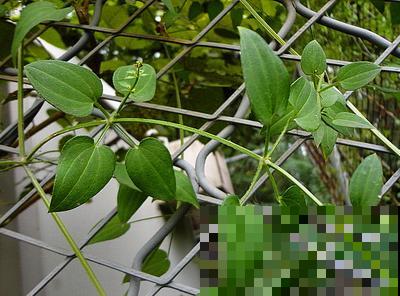 这些植物,在古代是用来染衣服用的,好厉害! 这些植物,在古代是用来染衣服用的,好厉害!