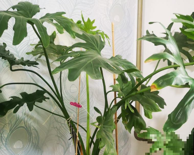 家里摆这3种花,气质好、有格调,客人来了都夸好! 家里摆这3种花,气质好、有格调,客人来了都夸好!