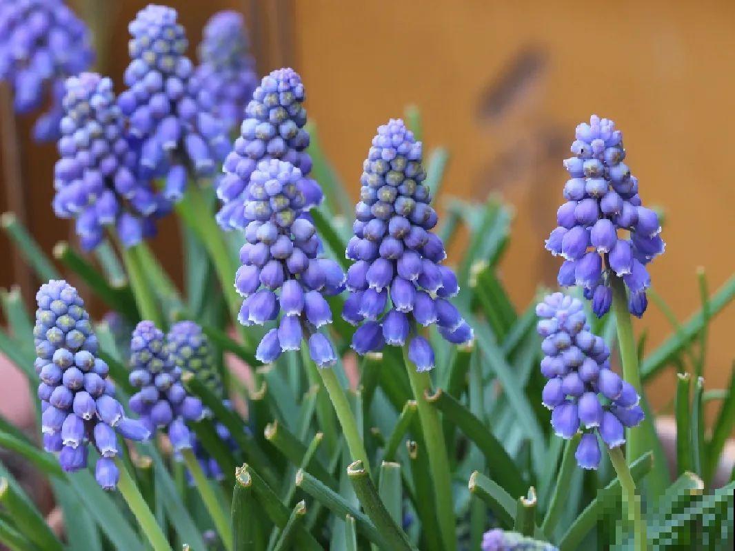 极品小铃铛,养一盆生一窝,冬天也能开花! 极品小铃铛,养一盆生一窝,冬天也能开花!