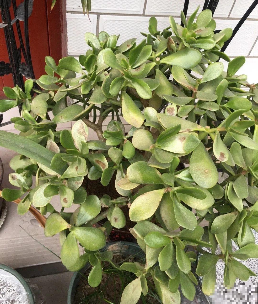 10种花,夏天怕淋雨,下雨赶紧搬进屋! 10种花,夏天怕淋雨,下雨赶紧搬进屋!