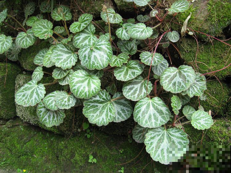 现在流行种草啦,6种草比花还要美,只养一种就够了 现在流行种草啦,6种草比花还要美,只养一种就够了