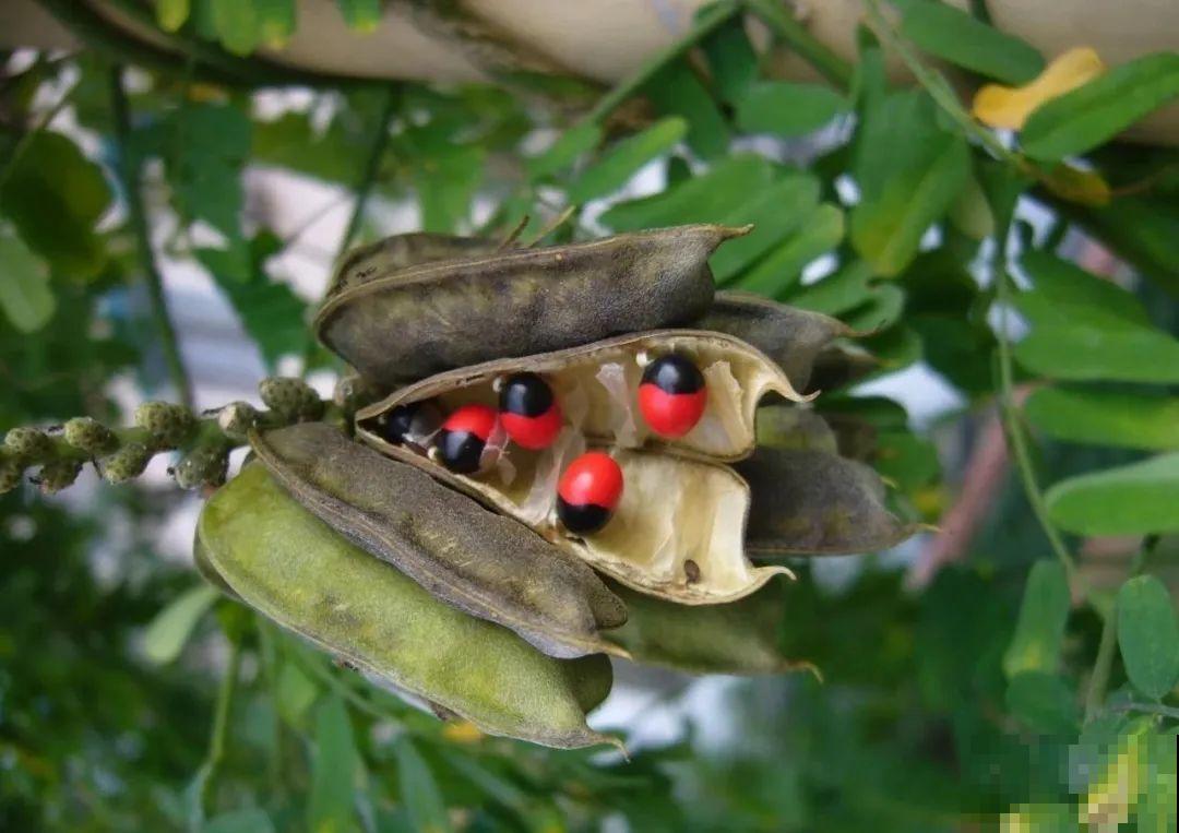 10种花有剧毒,遇到千万别乱碰,小心中毒! 10种花有剧毒,遇到千万别乱碰,小心中毒!