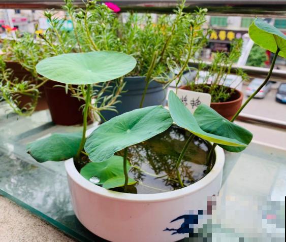 夏天最美的水生花,一个小盆就能养,越晒越好看! 夏天最美的水生花,一个小盆就能养,越晒越好看!