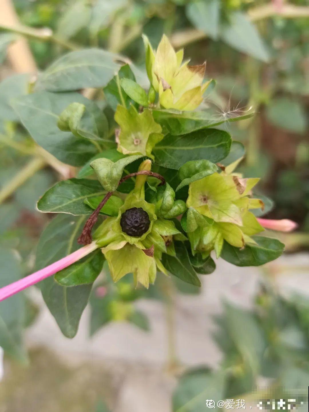 有些花爱爆炸,炸出不少黑豆豆,现在采收要注意! 有些花爱爆炸,炸出不少黑豆豆,现在采收要注意!