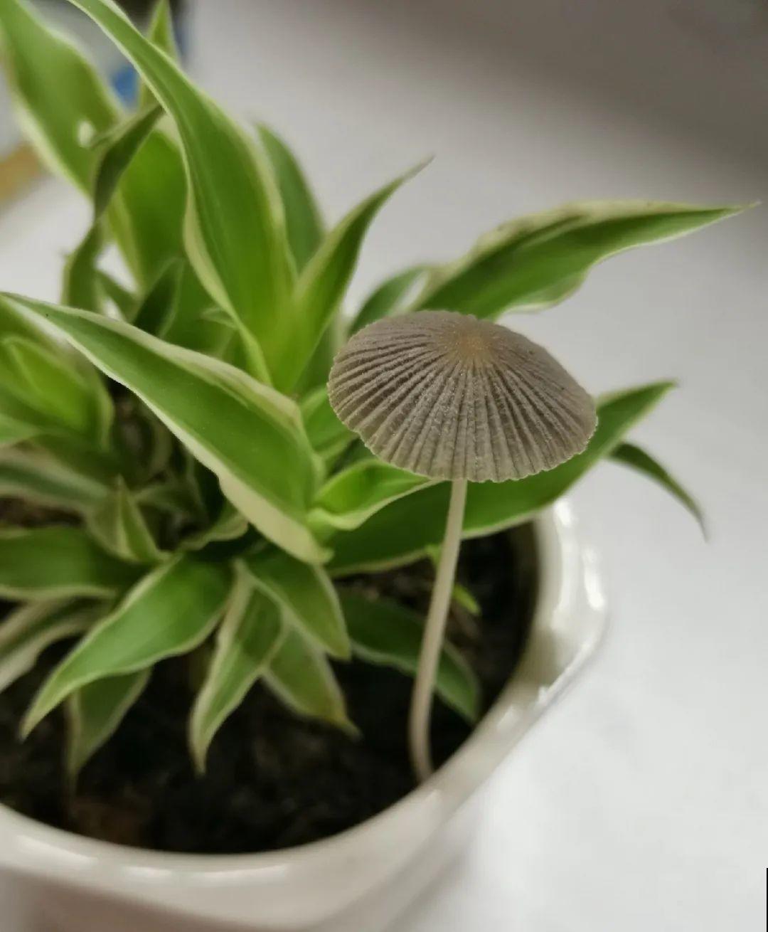 花盆长出这4种东西，别犹豫，赶紧换土
