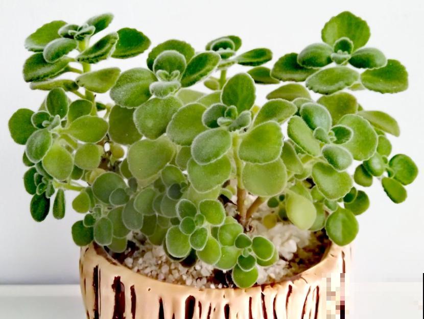 6种香草植物,驱蚊效果特别好,还能泡茶喝! 6种香草植物,驱蚊效果特别好,还能泡茶喝!