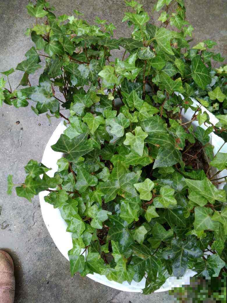 家里5个角落，光照不足，适合养盆耐阴花