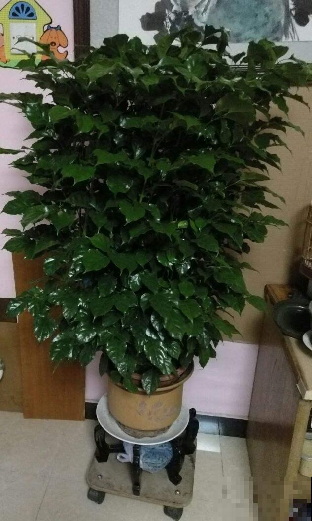 幸福树掉叶子，抓紧开窗通风，多喷水才行