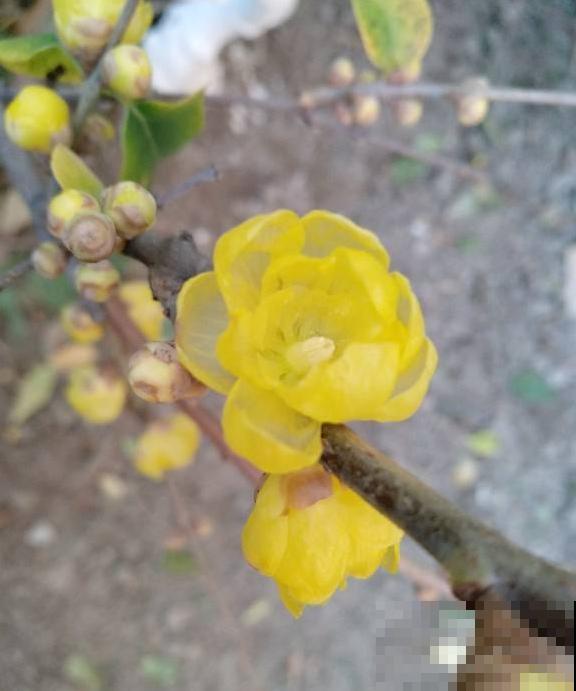 路边常见的4种花，名字里带梅，却不是梅花！