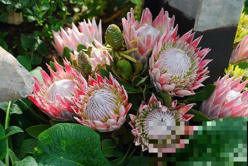 3种帝王花，开花很霸气，最后一种路边就有