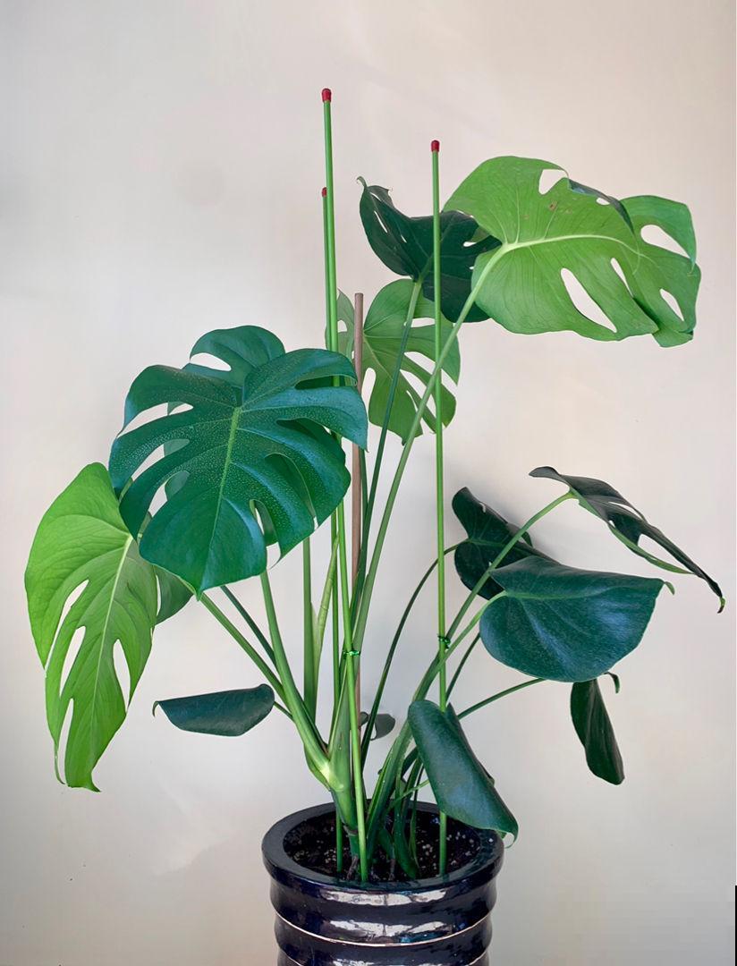 君子兰的大白根，就得喂点花生才长得更好，根系粗得像萝卜