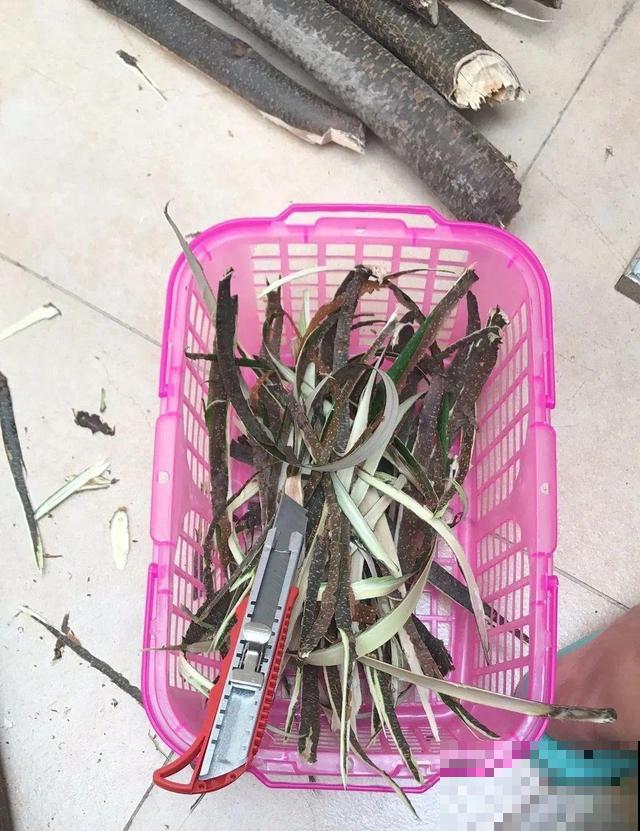 路边这些草，居然都是杀虫剂，赶紧薅一把养花用！
