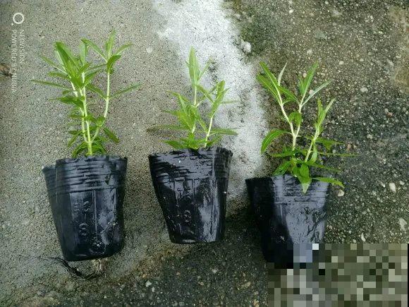 家里养这4种花，呼呼窜2米，开花成一串