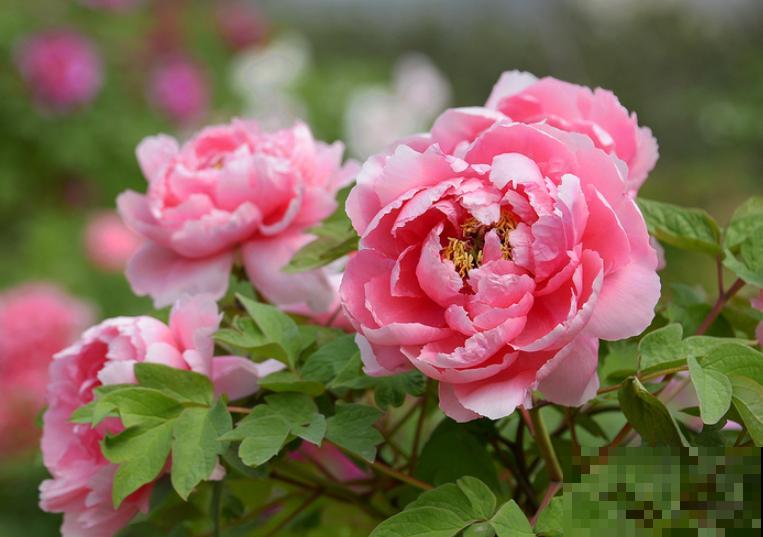 4种人间富贵花,雍容典雅、富贵逼人,一眼就被吸引了! 4种人间富贵花,雍容典雅、富贵逼人,一眼就被吸引了!