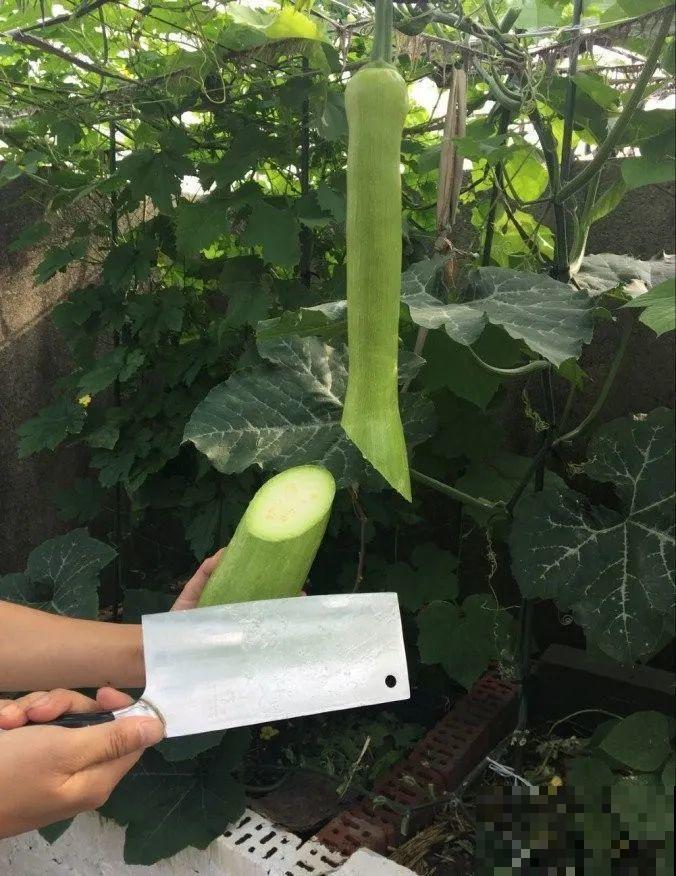 西红柿养成树,1年能结6000斤果,巨无霸第一次见! 西红柿养成树,1年能结6000斤果,巨无霸第一次见!