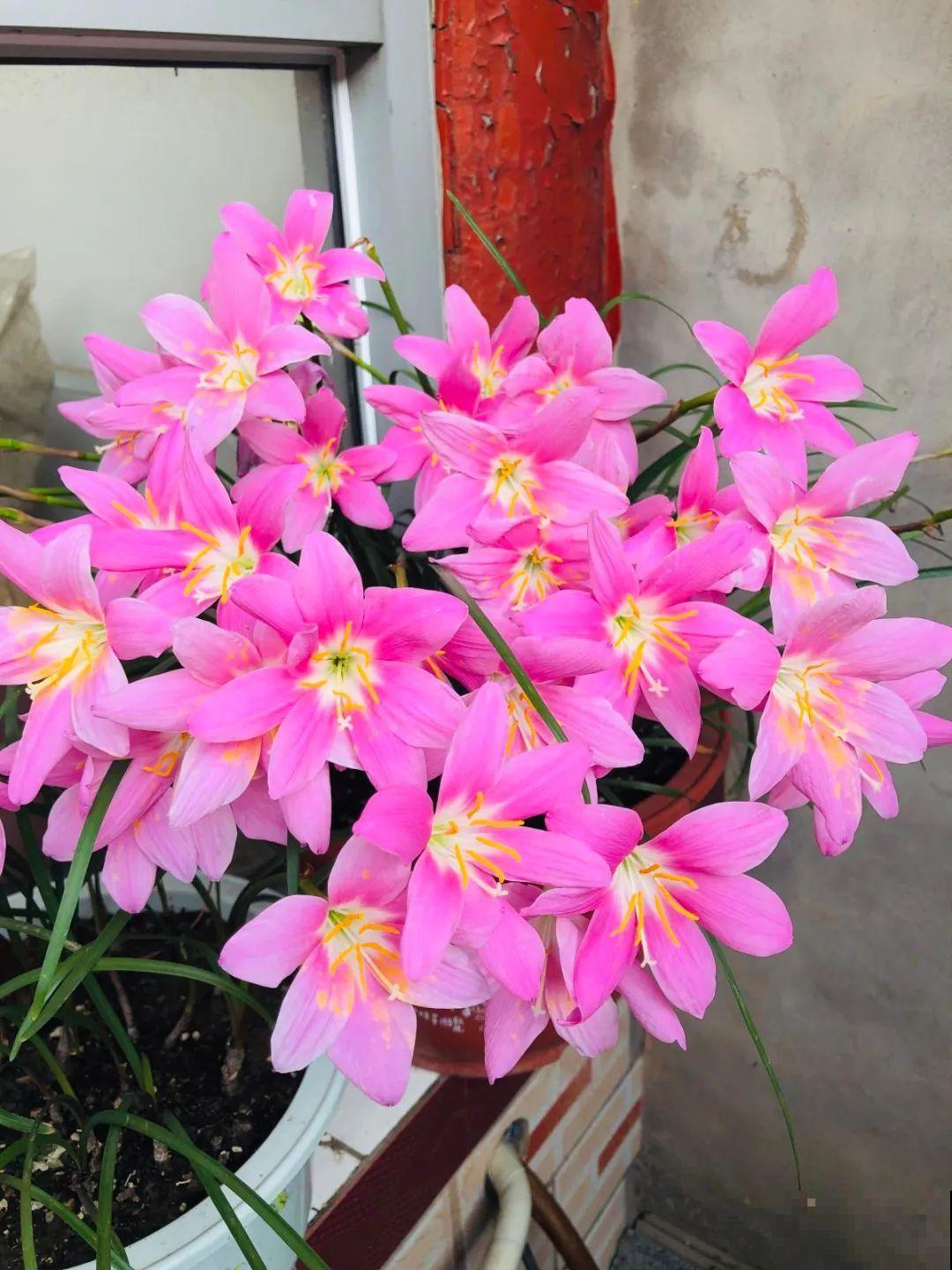 10种花,不怕风吹雨淋,不怕暴晒干旱,四季爆开花,堪称花坚强! 10种花,不怕风吹雨淋,不怕暴晒干旱,四季爆开花,堪称花坚强!