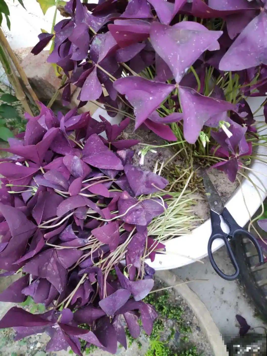 9种花,夏天剃个小平头,平平稳稳度夏天 9种花,夏天剃个小平头,平平稳稳度夏天