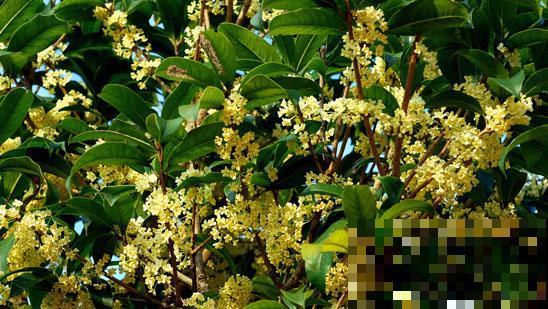 中国各城市市花，都在这里了，看看你所在的城市是什么花吧！