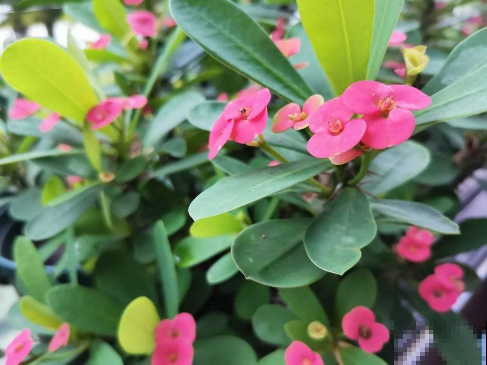 不适合老人养的7种花，身上带刺有危险，尽量不要碰