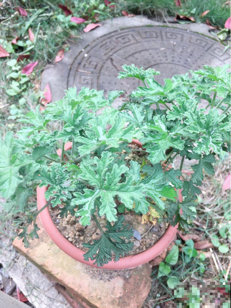 屋里养盆驱蚊花，清香四溢，一觉睡到大天亮