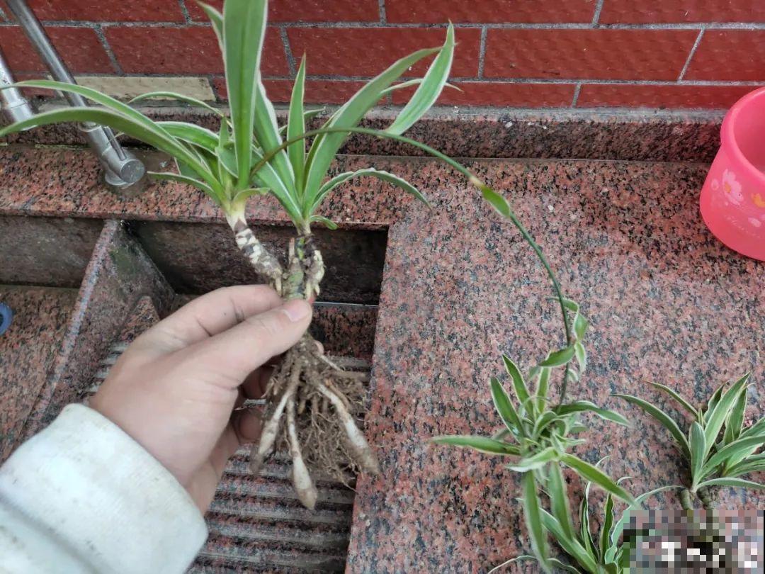 吊兰一根枝,爆出50个小吊,太漂亮! 吊兰一根枝,爆出50个小吊,太漂亮!